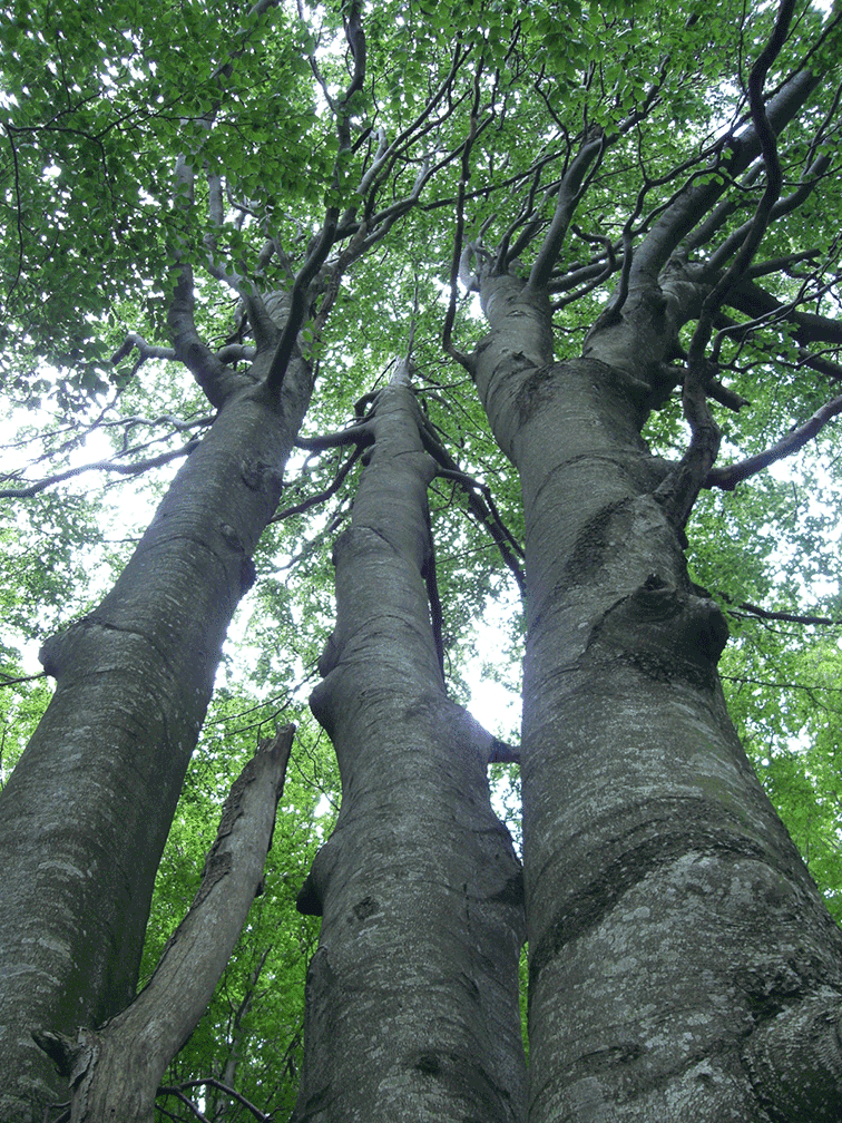 suis-je l’arbre suis-je la feuille